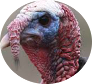 wildturkey-smbsocial